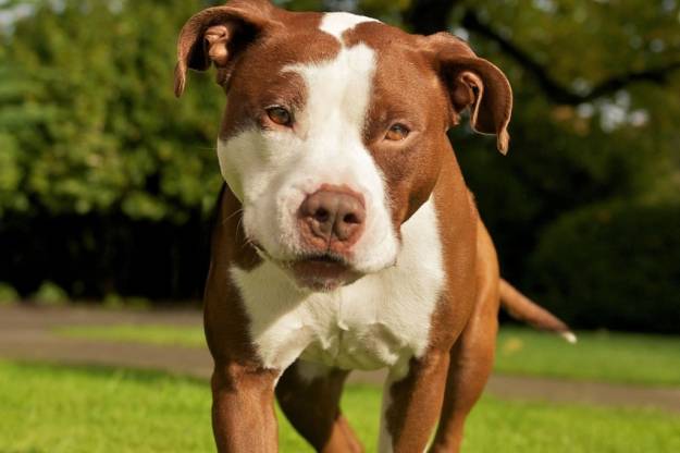 American Pit Bull Terrier Kennel
