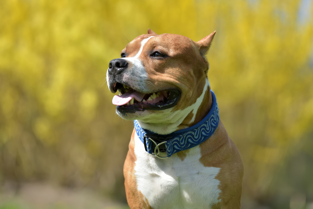 American Staffordshire Pit Bull Terrier