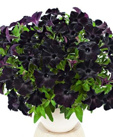 czarna petunia