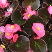 begonia ampelous cultivation