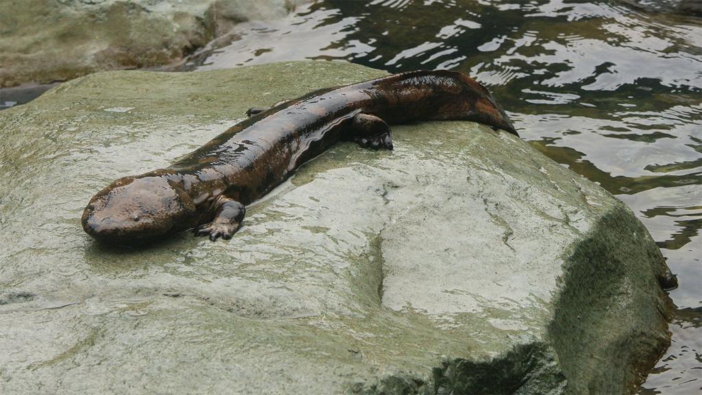 Kitajski salamander