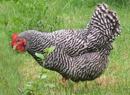 Описание на пилетата Amrox