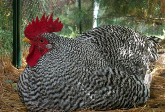 карактеристике пилића амрокс