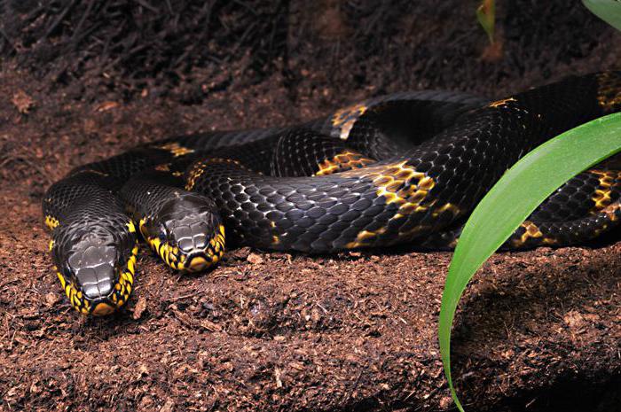 Zdjęcie węża Amur