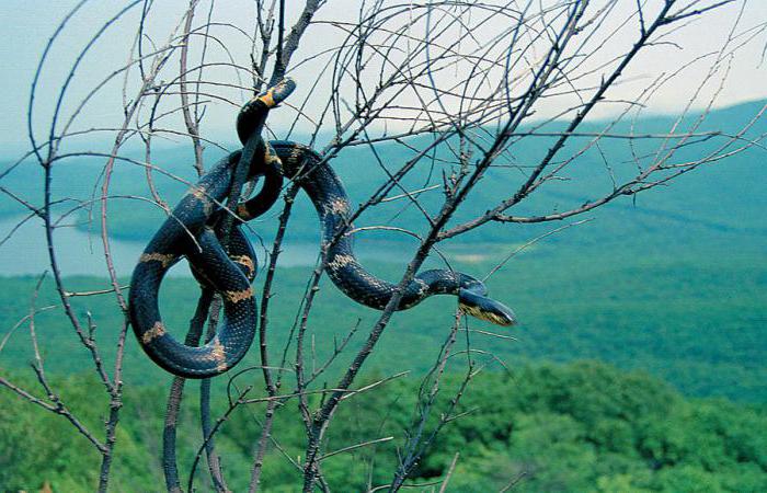 Амурска змийска змия