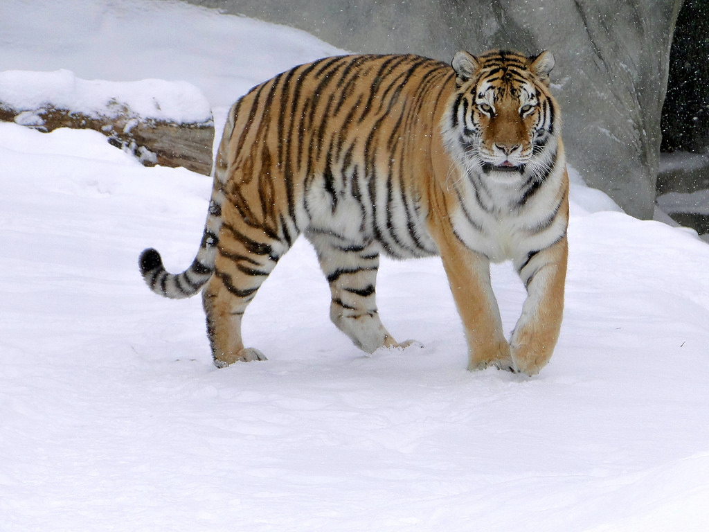 Tigre dell'Amur in Russia
