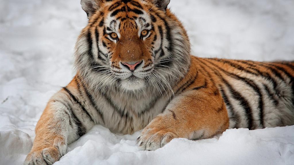 Amurski tiger v zasneženi tajgi