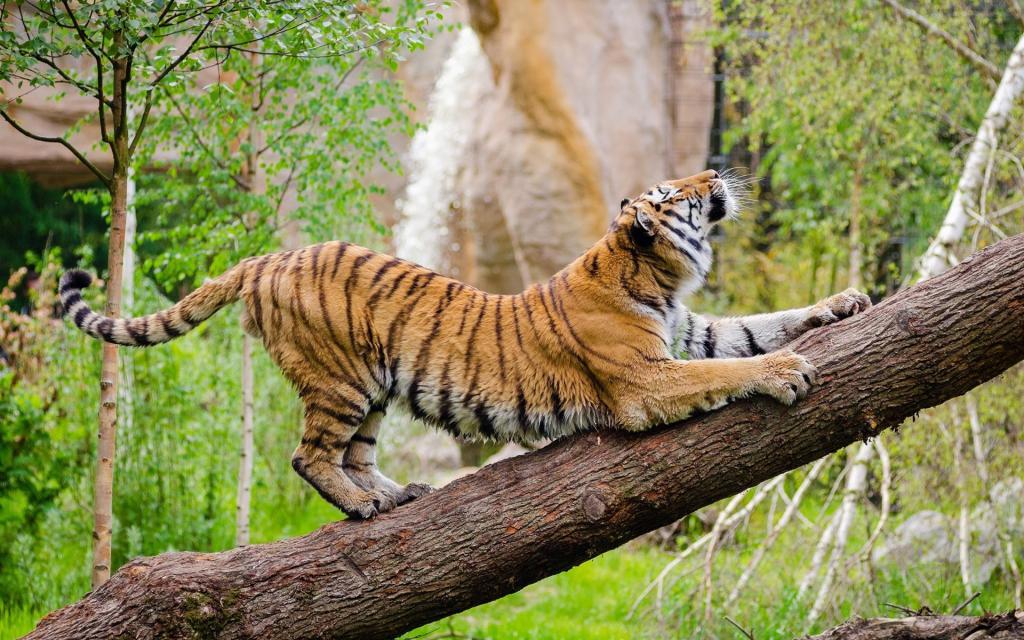 habitat tigra