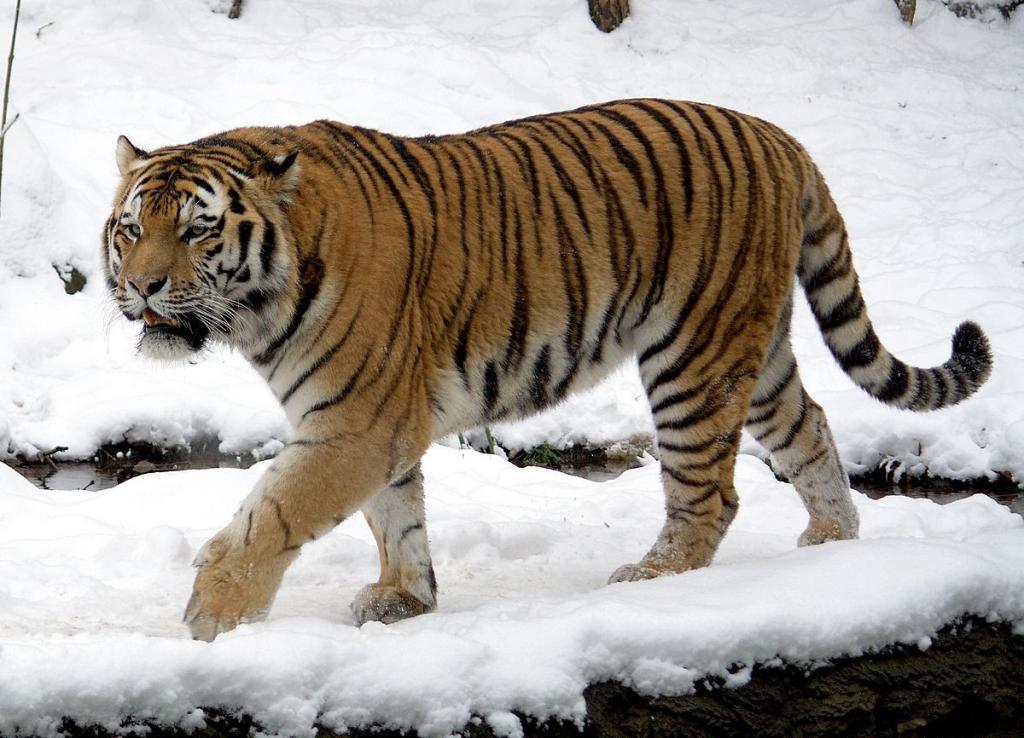 La tigre dell'Amur cammina