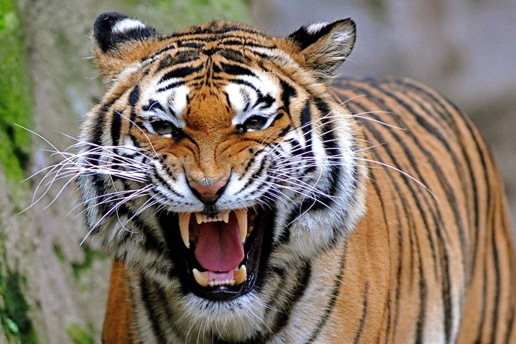 Амурски хищник тигър