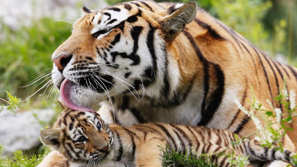 Amur tygrys i młode