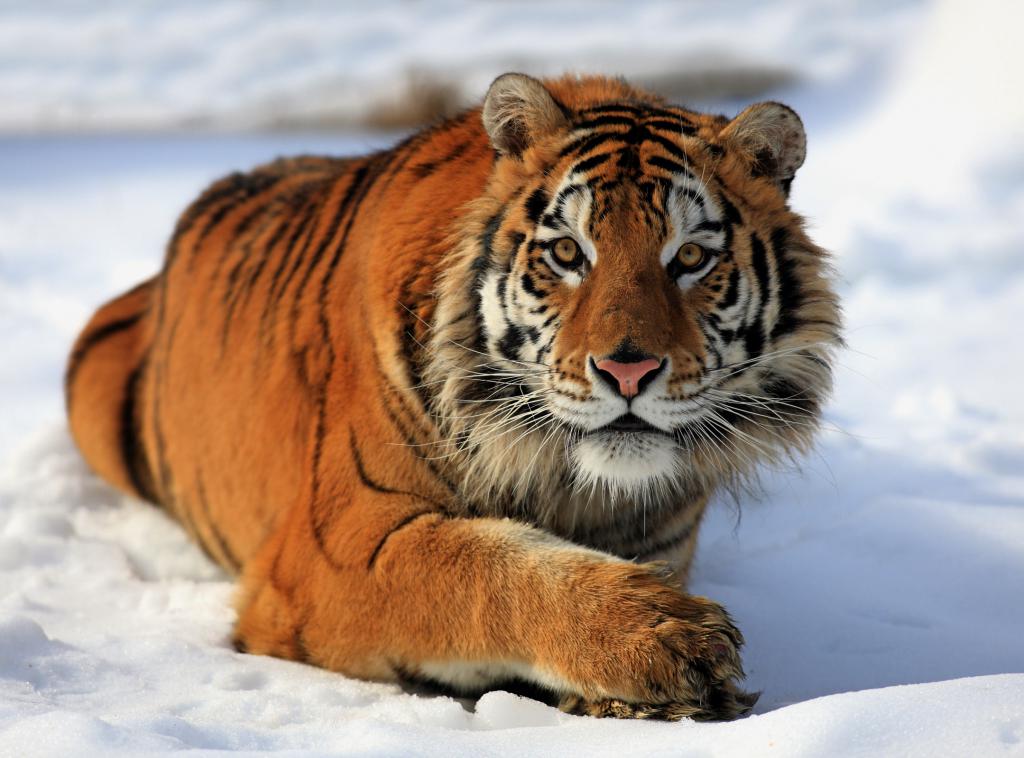 Amur tygr fotografie