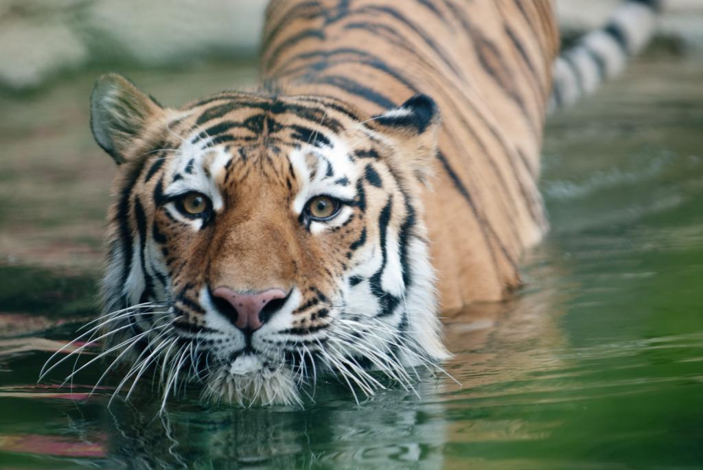 tygrys Amur płynie