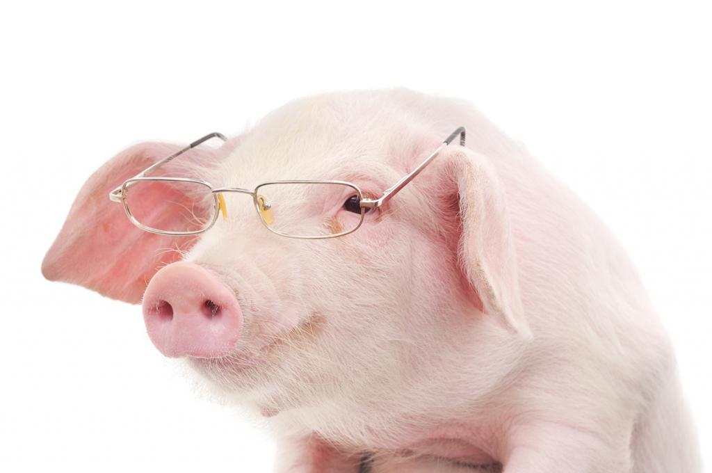 Свиња са наочарима