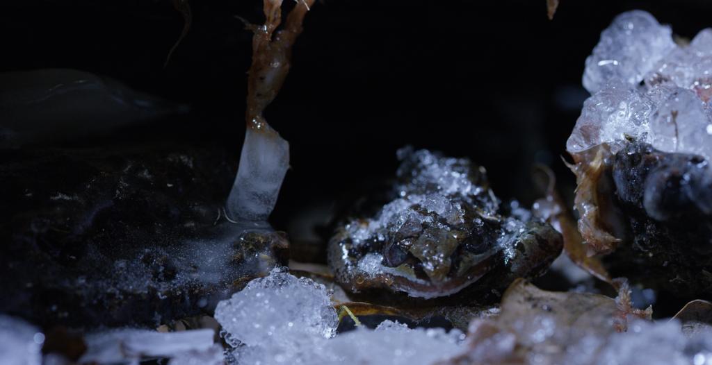 Frost жаба