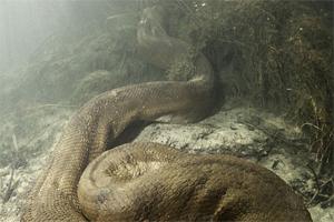највећа змија на светској фотографији