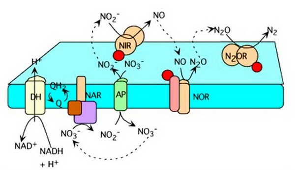 catena di trasporto elettrica (respirazione del nitrato)
