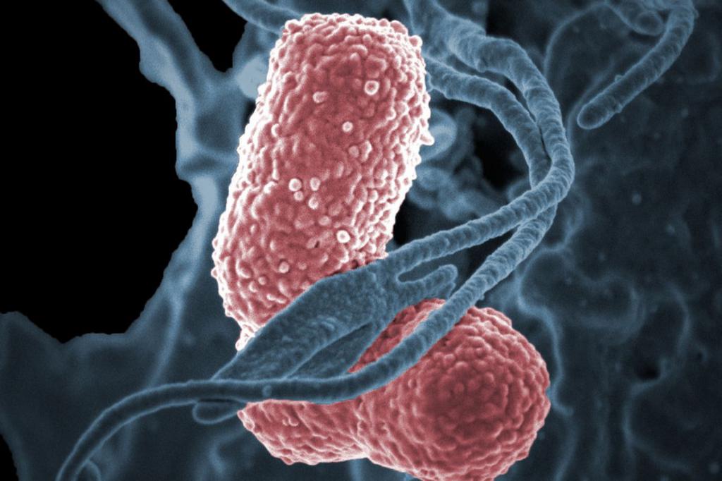 nové typy bakterií