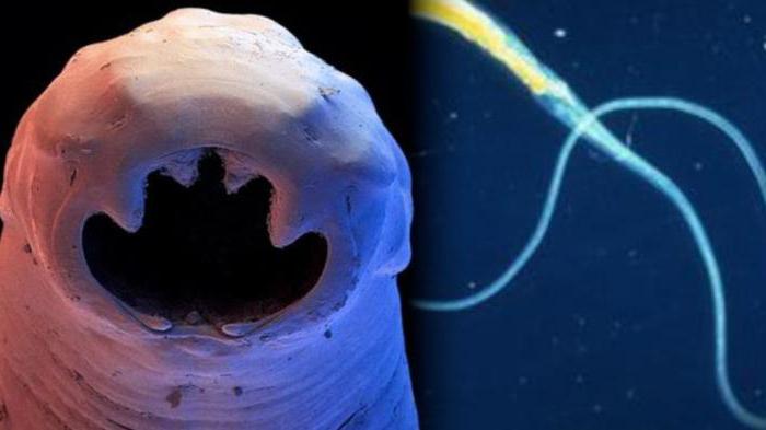 analiza fecesa za enterobiazu i jajnog crva