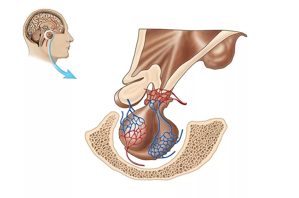 Secrezione di TSH nella ghiandola pituitaria