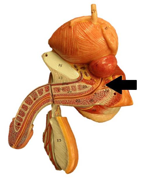 wewnętrzna struktura penisa