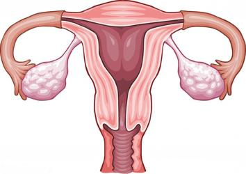 struktura vagine