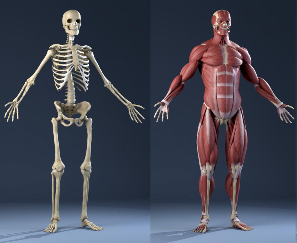 Човешки скелет и мускули