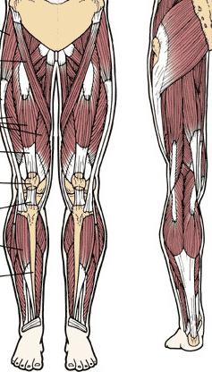 struttura della gamba umana