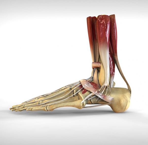 struttura del piede umano