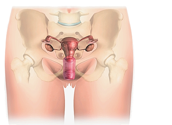 Wewnętrzne genitalia i miednica