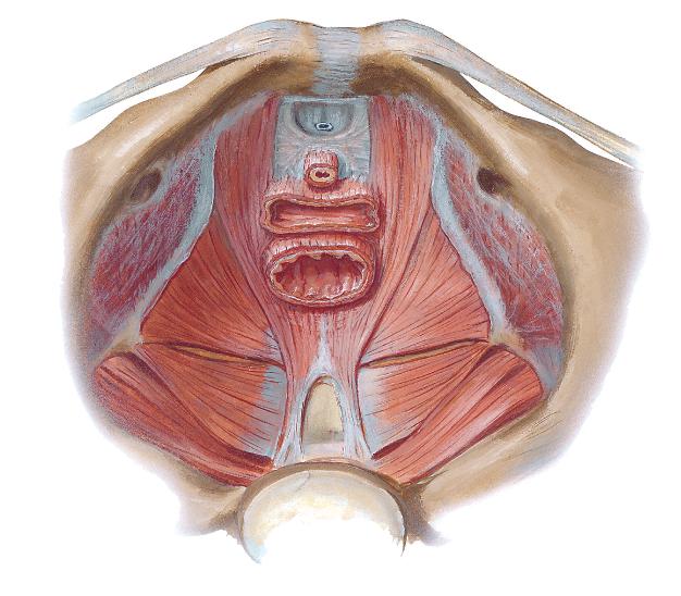 Anatomia krocza