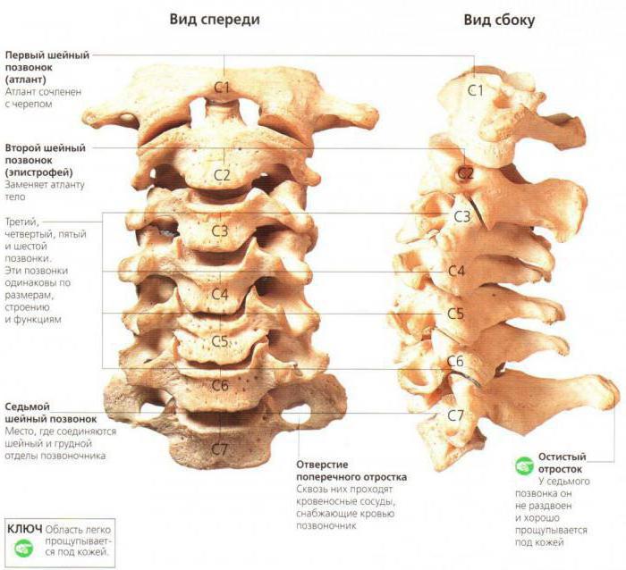 Гръбначен стълб - разместване на прешлените и болки в гърба