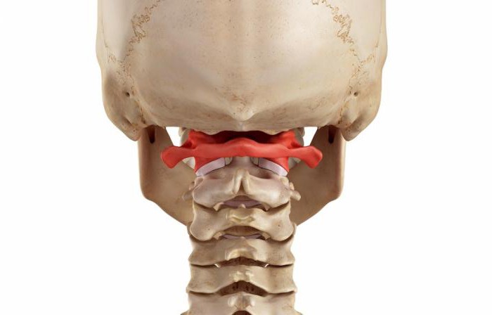 struktura vratnega vretenca