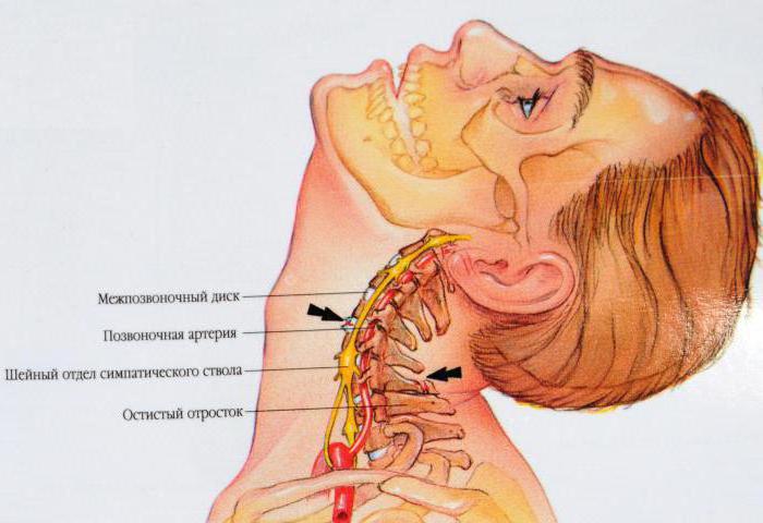 designazione della vertebra cervicale