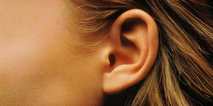 anatomia dell'orecchio