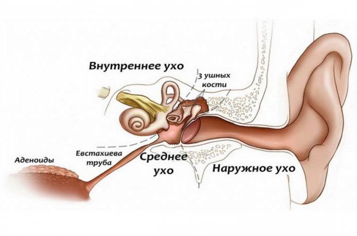 anatomijo človeškega ušesa