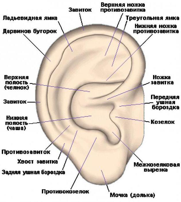 anatomijo zunanjega ušesa