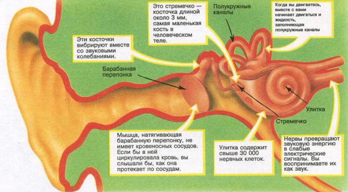 anatomie vnitřního ucha