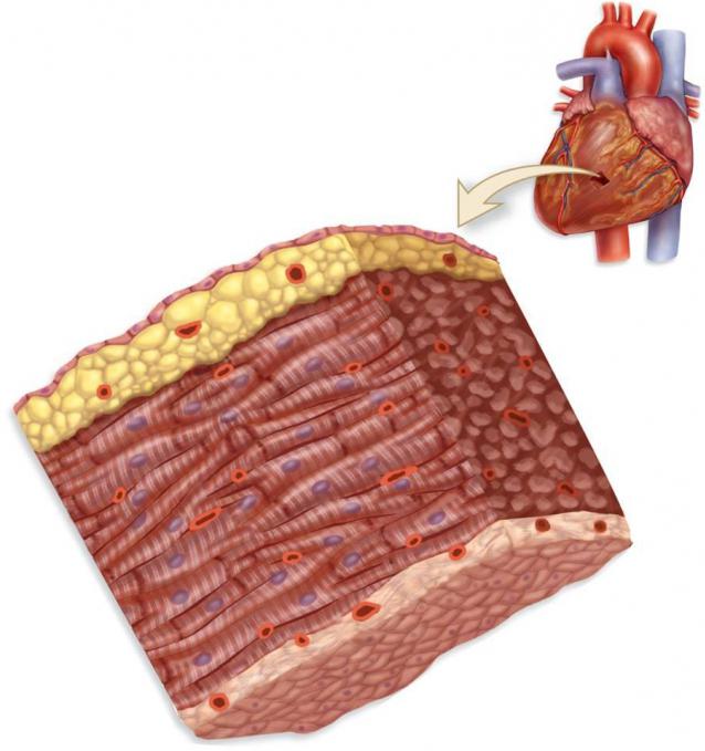 Anatomie: struktura srdce.