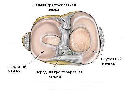 anatomie kolene
