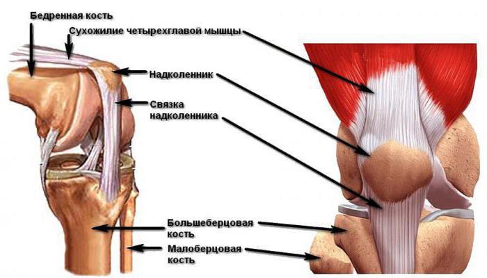 структура на анатомията на коленната става