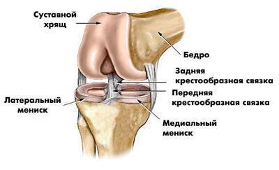 анатомија колена и лигамената