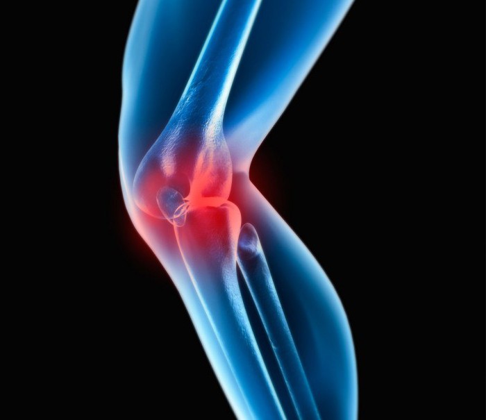 mišiće anatomije koljena