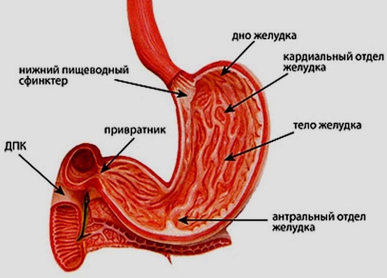 Структура на стомаха