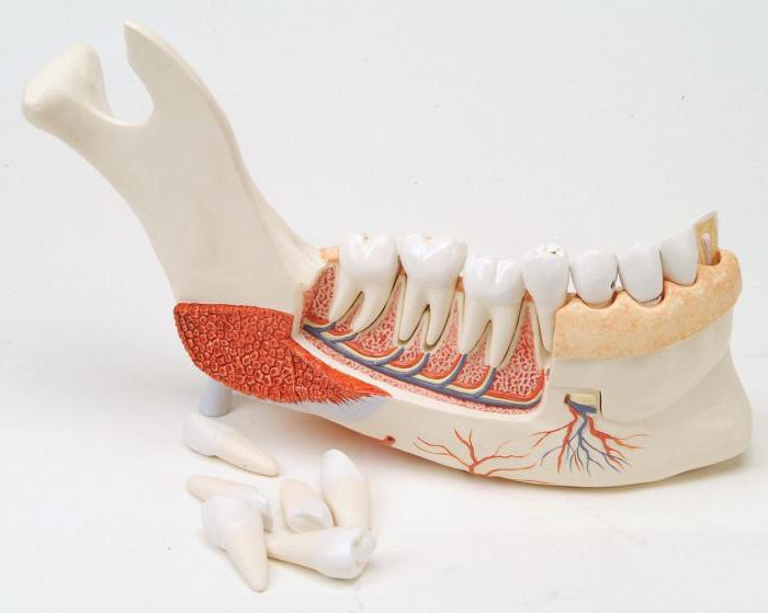anatomia della mandibola