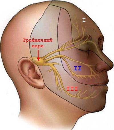 анатомия на тригеминалния нерв