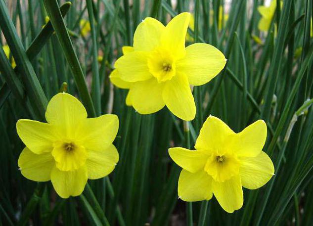 Sažetak mitova Narcisa