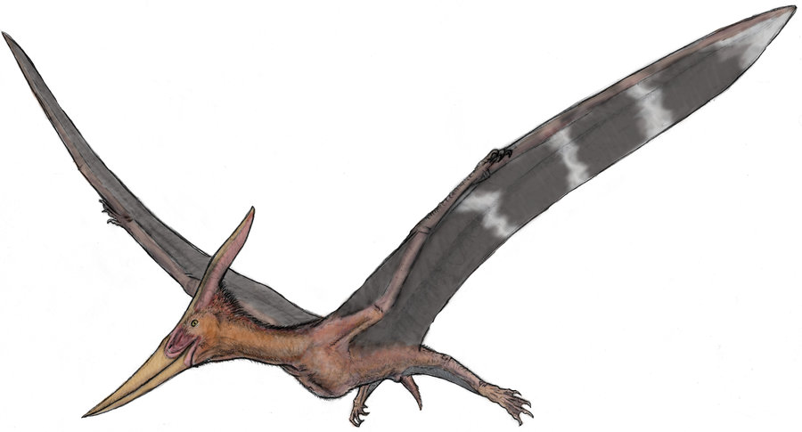 Leteći gušter pterosaur