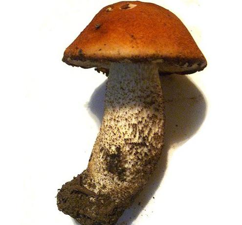 kolik se smaží houby hřib
