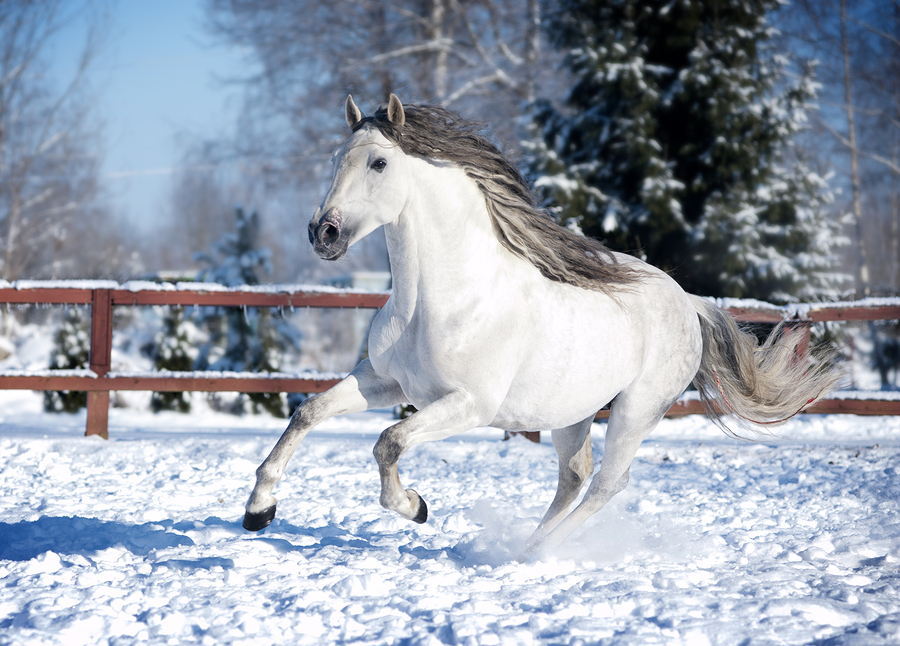 Bílý andaluský kůň